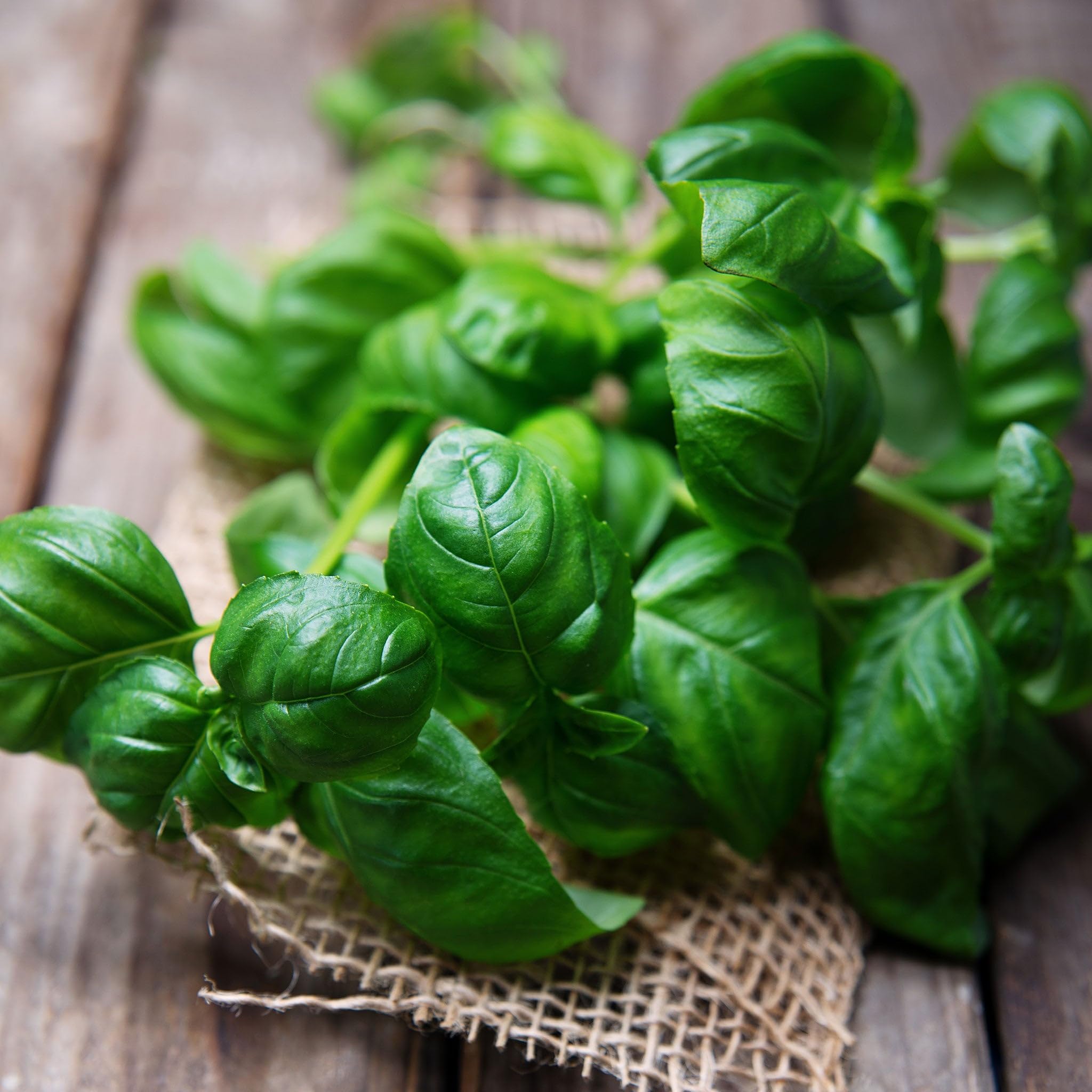 Herb Seeds