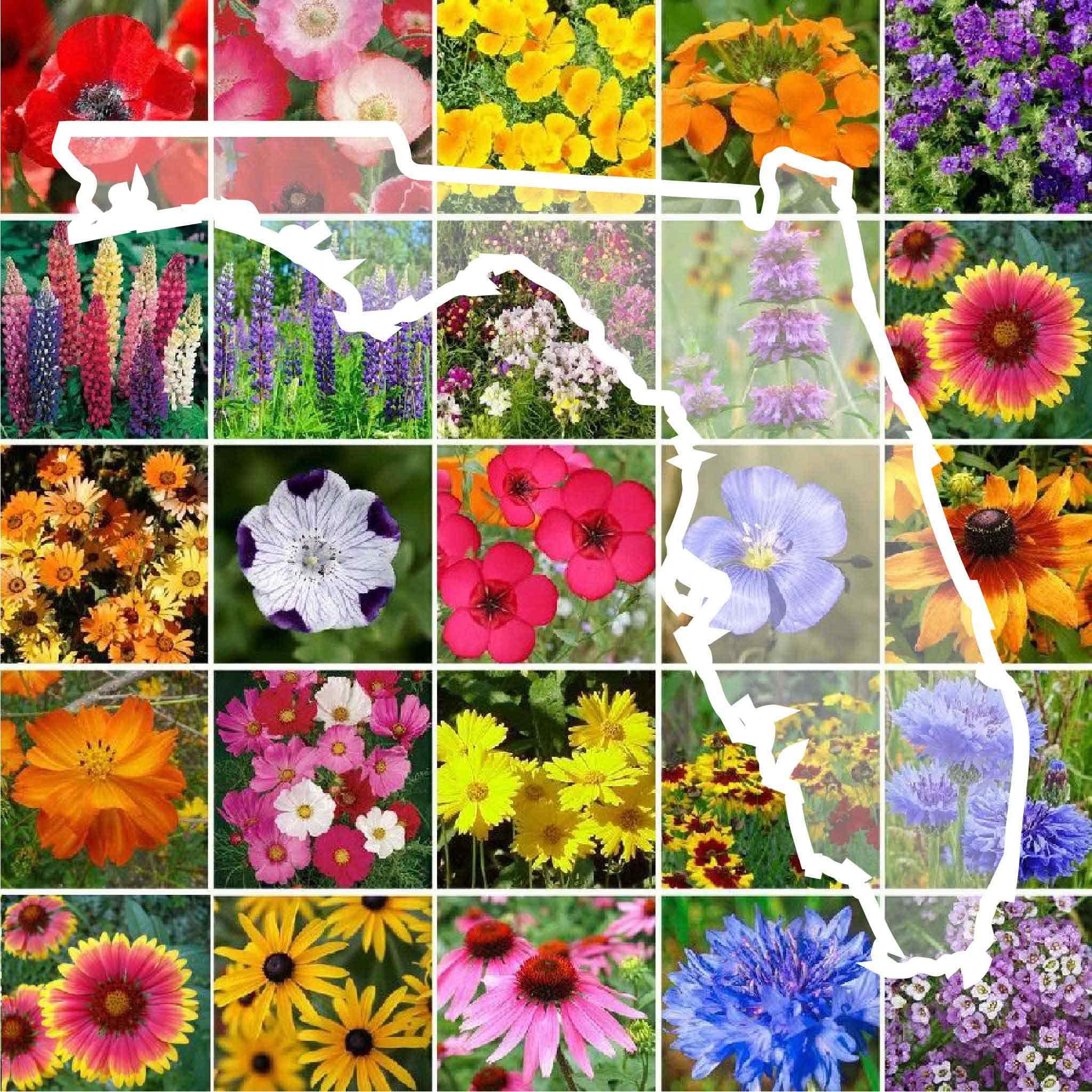 Wildflower Seeds